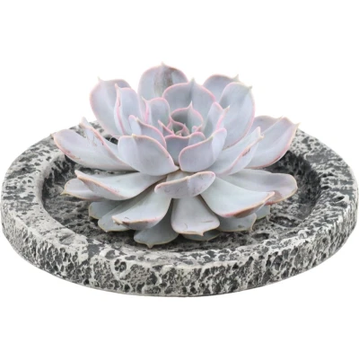 Afbeelding van Echte Succulent Lila in Concrete keramiek schaal Ø12 14 cm ↕5 1x Echeveria Lilacina vetplant