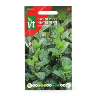 Afbeelding van Groene munt Mentha spicata Frisse muntsmaak.
