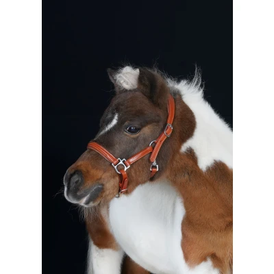 Image de HB Licol Showtime Little Sizes Cognac/CognacVendu par Agradi