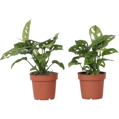 Afbeelding van Monstera Monkey Mask Set van 2 Rimpelgatenplant Pot 12cm Hoogte 25 30cm x2