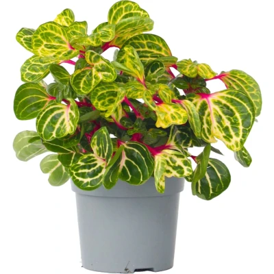 Afbeelding van Iresine Herbstii &#039;Yellow&#039; Biefstukplant Pot 13cm Hoogte 20 30cm Yellow P13