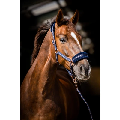 Image de HB Licol Europe Rose Marin Full