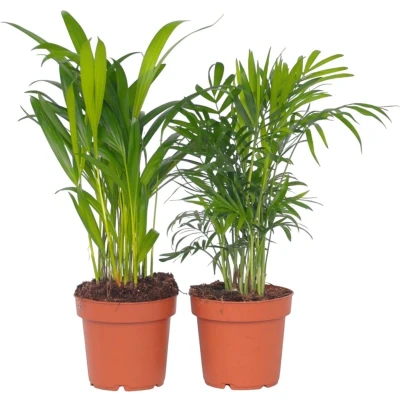 Afbeelding van Dypsis, Chamaedorea Set van 2 Mini palm mix Pot 12cm Hoogte 25 40cm Indoor Palmmix x2