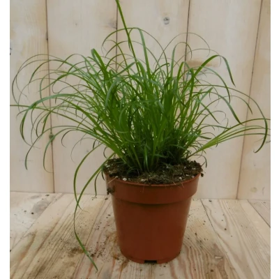 Afbeelding van 2 stuks! Kattengras Cyperus Warentuin Natuurlijk