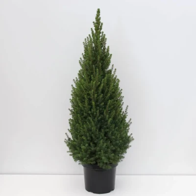 Afbeelding van Warentuin natuurlijk Picea glauca perfecta 80 100 cm