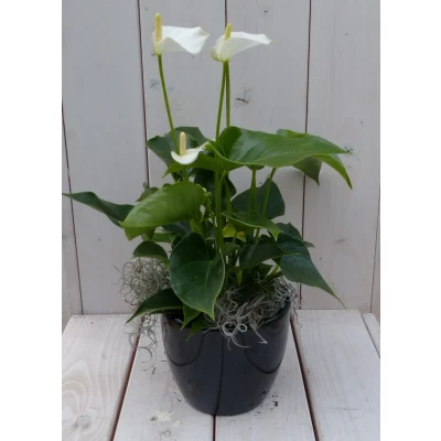 Afbeelding van Flamingoplant Anthurium wit in zwarte/antraciete pot 40 cm Warentuin Natuurlijk