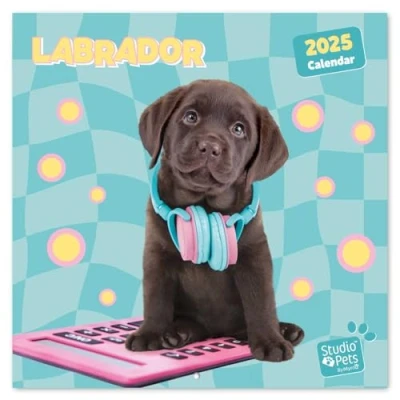 Afbeelding van Kalender 2025 30x30 Studio Pets Labrador