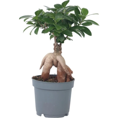 Afbeelding van Ficus Ginseng Japanse Bonsai Pot 12cm Hoogte 30 40cm P12