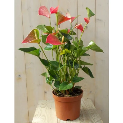 Afbeelding van Flamingoplant Anthurium roze 60 cm Warentuin Natuurlijk