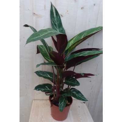 Afbeelding van Calathea Trio Star Pauwenplant smal blad met wit 60 cm Warentuin Natuurlijk