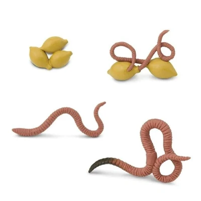 Afbeelding van Levenscyclus worm Safari Ltd