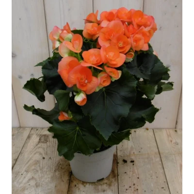 Afbeelding van Kamerplant Begonia dubbelbloemig oranje Warentuin natuurlijk