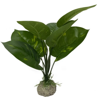 Afbeelding van Aqua Della Aquariumplant Anubias 1 Groen 24cm