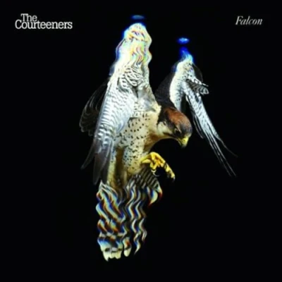 Afbeelding van Falcon