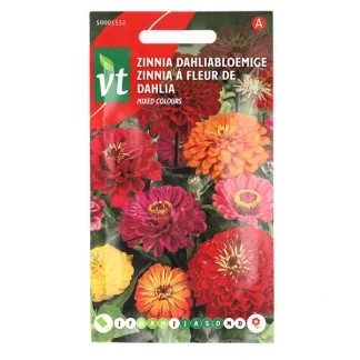 Afbeelding van Zinnia &#039;Grote Dahliabloemige&#039; Zaden Weelderige Bloemen voor Snijbloem