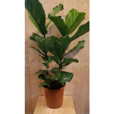 Afbeelding van Ficus Lyrata 70cm hoog twee stelen kamerplant Warentuin Natuurlijk