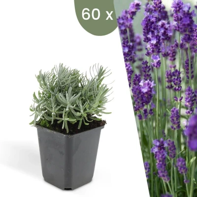 Afbeelding van Plants by Frank 60 Lavendelplanten Lavandula angustifolia &#039;Hidcote&#039; Winterharde bodembedekker planten tuinplanten vaste meerjarig