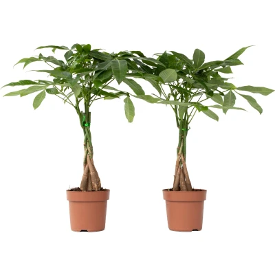 Afbeelding van Pachira aquatica &#039;Geldboom&#039; Set van 2 Pot 17cm Hoogte 60 70cm P17 x2