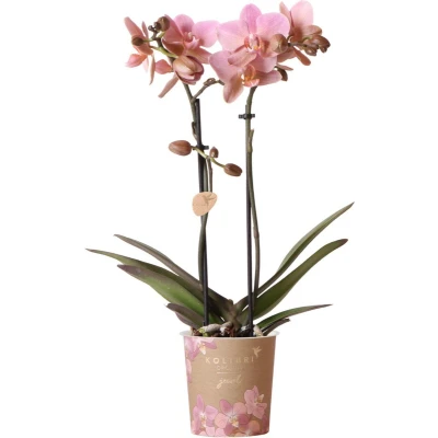 Afbeelding van Pink orchid Treviso Ø9cm