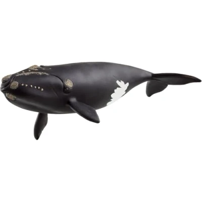 Afbeelding van Noord Atlantische Gewone Walvis