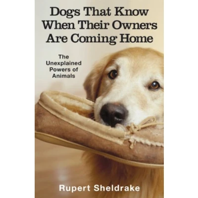 Afbeelding van Dogs That Know When Owners Coming Home
