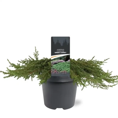 Afbeelding van Juniperus communis Green Carpet 40 50 cm Conifeer Warentuin Natuurlijk