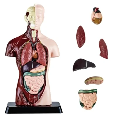 Afbeelding van Nizirioo anatomisch model menselijke romp, 8 afneembare delen (24,5 cm), menselijk model, voor medische studenten, artsen en leraren, kleuterschool display