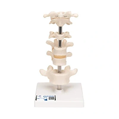 Afbeelding van 3B Scientific A75 6 wervels ule + gratis anatomie software Smart Anatomy