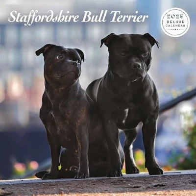 Afbeelding van Staffordshire Bull Terrier Kalender 2025 Deluxe