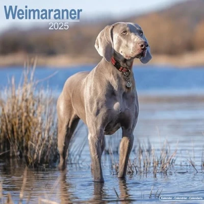 Afbeelding van Weimaraner Kalender 2025