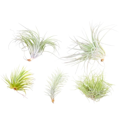 Afbeelding van Tillandsia Mix van 5 Luchtplantjes Makkelijke verzorging Hoogte 15cm x5