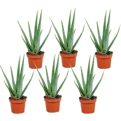 Afbeelding van Aloë Vera Set van 6 Succulent Pot 10,5cm Hoogte 25 40cm Aloe x6
