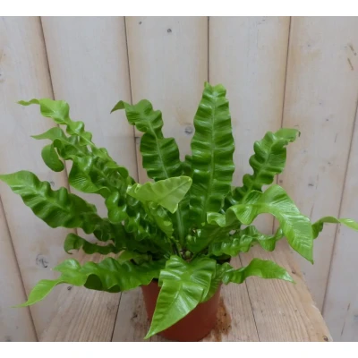 Afbeelding van Kamerplant Krulvaren Asplenium Warentuin Natuurlijk