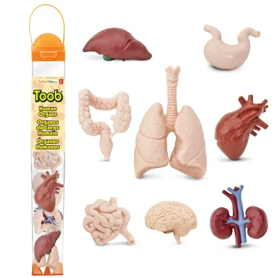 Afbeelding van Toob S689304 Menselijke organen