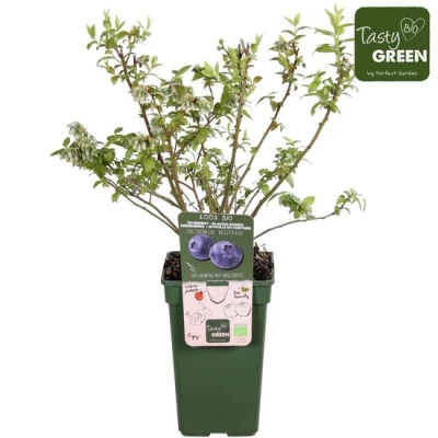 Afbeelding van Vaccinium corymbosum &#039;Brigitta blue&#039; (P19) Bosbes Bio fruitplant