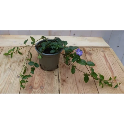 Afbeelding van Vinca Minor Maagdenpalm blauw Warentuin Natuurlijk