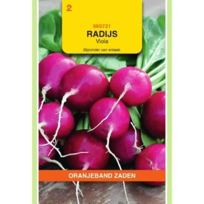 Afbeelding van Radijs viola paars