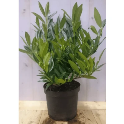 Afbeelding van Prunus Otto 40 cm Warentuin Natuurlijk