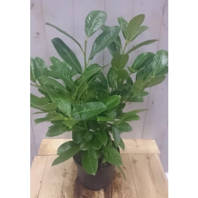 Afbeelding van Prunus 40 cm Warentuin Natuurlijk