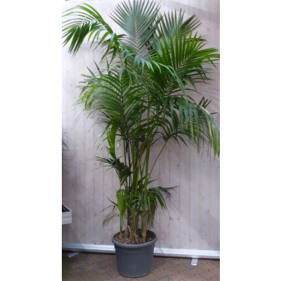 Afbeelding van Kamerpalm Kentiapalm 300 cm kamerplant Warentuin Natuurlijk