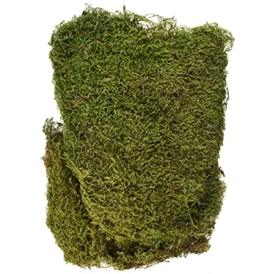 Afbeelding van Rayher Natuurlijk schuim, gedroogd, groen, 1 zak, 100 g, tapijt, creatieve kunst, modelbouw, floristisch, herfst, paasnest, kinderkamer, Kerstmis, 8508300