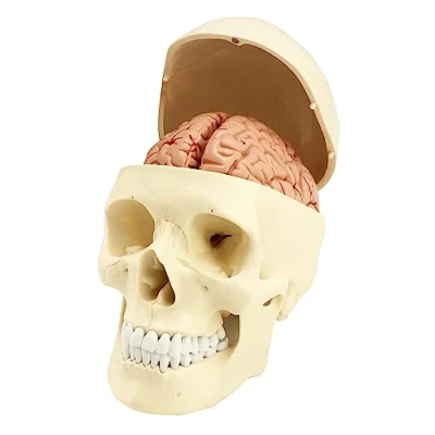 Afbeelding van QWORK® Anatomisch 3 delig schedelmodel 8 hersenmodel met cijfers 1:1 ware grootte
