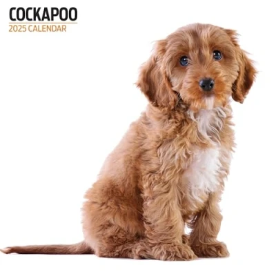 Afbeelding van Cockapoo Kalender 2025 Modern