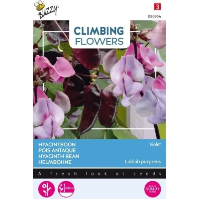 Afbeelding van Flowering Dolichos lablab Violet Buzzy
