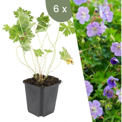 Afbeelding van Plants by Frank 6 Ooievaarsbek Planten Geranium &#039;Rozanne&#039; Tuinplanten