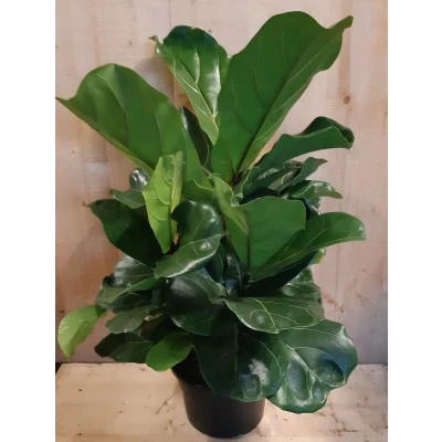 Afbeelding van Ficus Lyrata Campact 50 cm hoog kamerplant Warentuin Natuurlijk