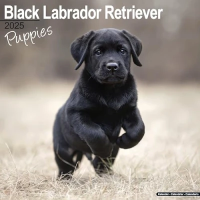 Afbeelding van Labrador Retriever Zwart Puppies Kalender 2025