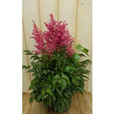 Afbeelding van Astilbe rood Warentuin natuurlijk
