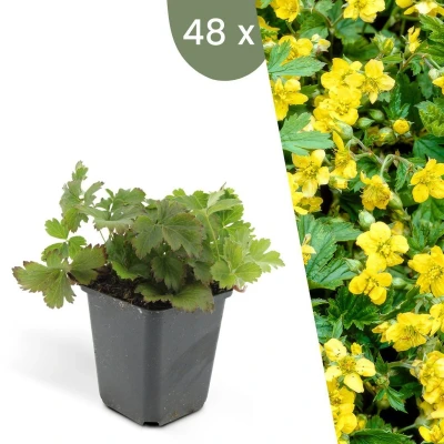Afbeelding van Plants by Frank 48 Goudaardbei planten Waldsteinia ternata Winterharde bodembedekker tuinplanten vaste meerjarig
