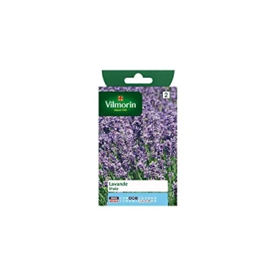 Afbeelding van Lavendel echte Lavandula officinalis